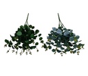 Follajes de eucalito para decoraciones
